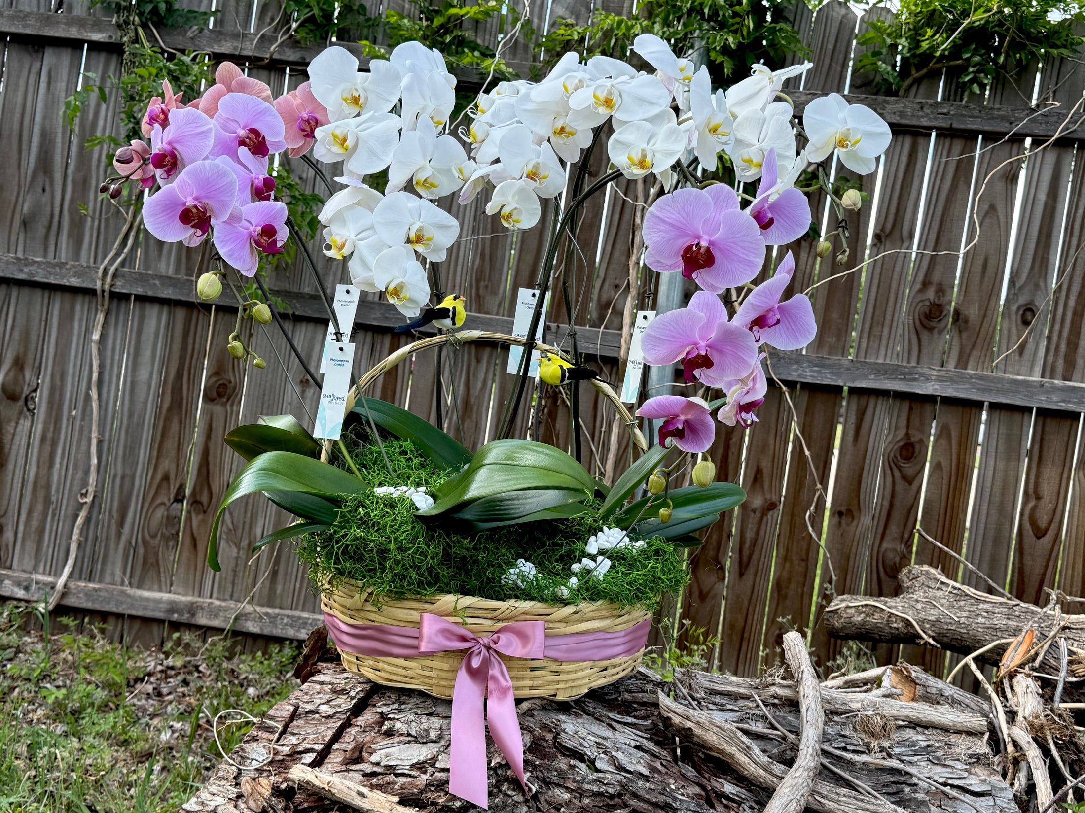 Canasta de orquídeas 🌸