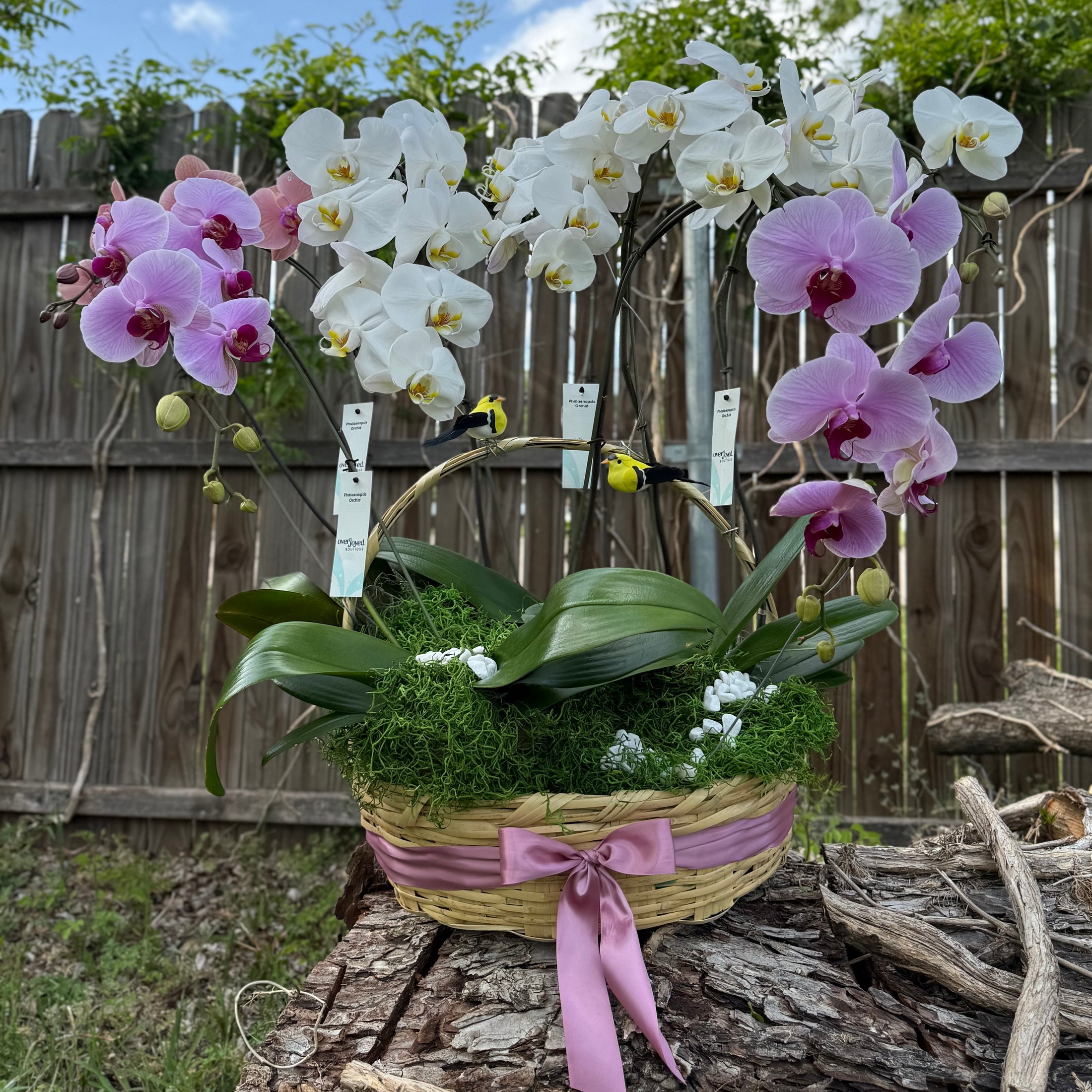 Canasta de orquídeas 🌸