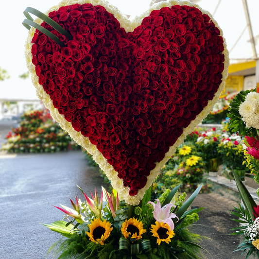 Corazón de 300 rosas 🌹
