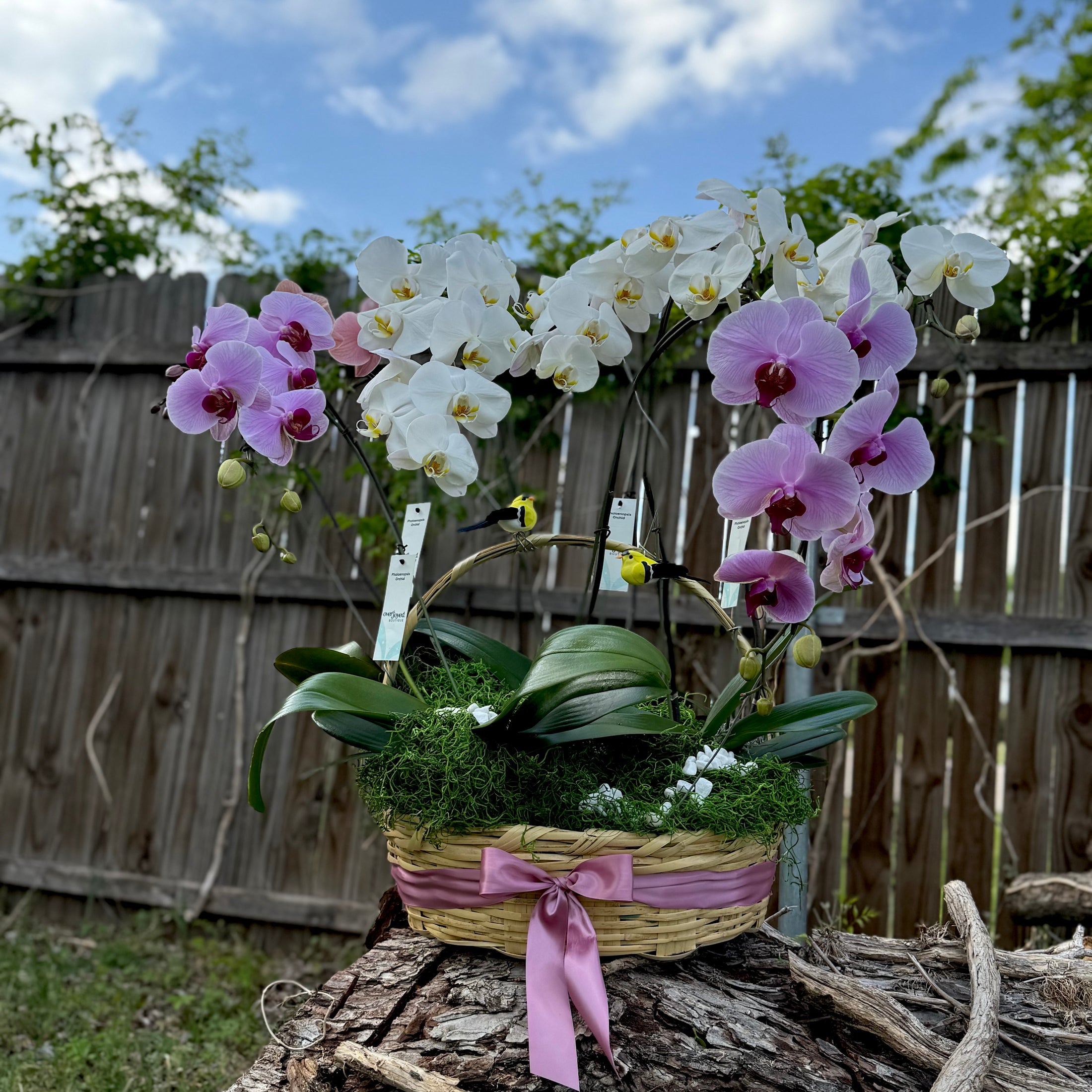 Canasta de orquídeas 🌸